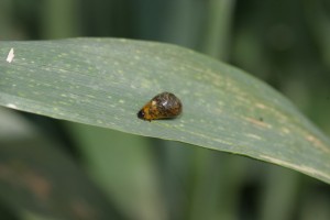 Cereal leaf beetle larva.