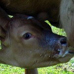 Calf-nursing