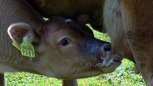 Cover photo for The Impact of Weaning Calves