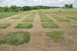 Cover photo for 2015 Spring Green-Up of Warm-Season Grasses