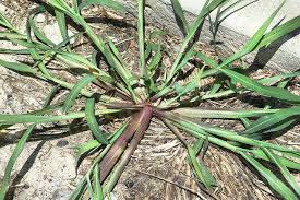 crabgrass lawns