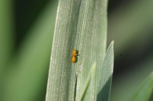 Cereal leaf beetle eggs.