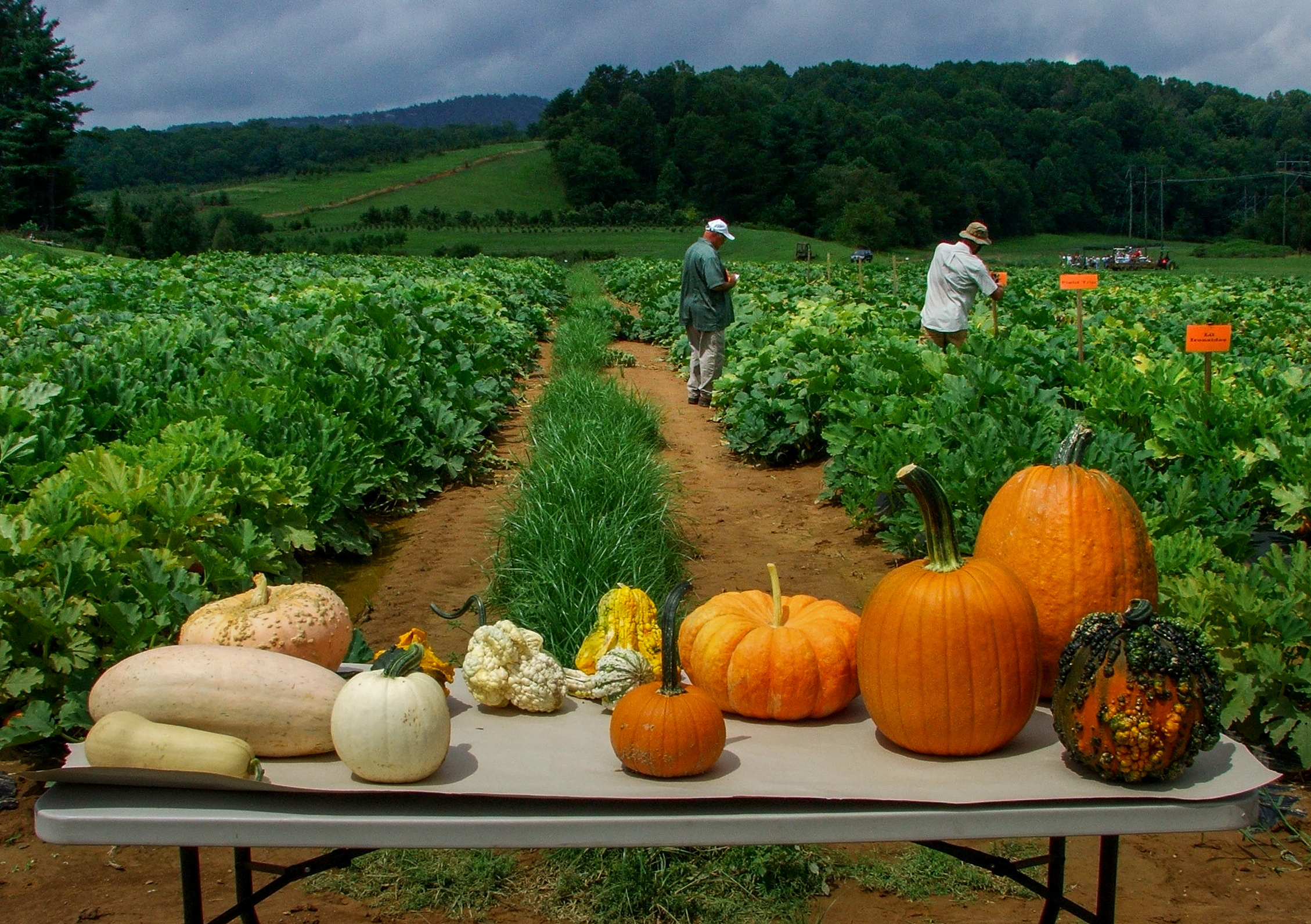 Managing Pests in Gardens: Vegetables: Cucumber