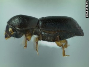 Cover photo for Wood Boring Beetles: Bad News for Trees
