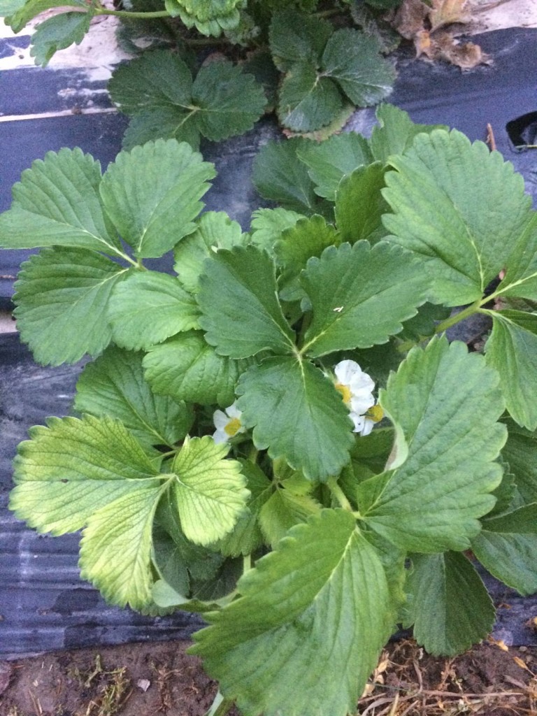 va chlorosis