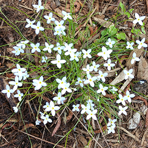 Houstonia caerulea