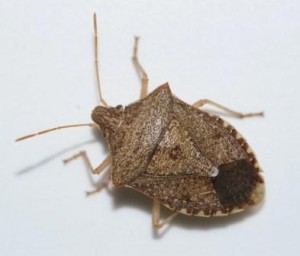 large brown bug