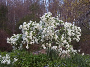 Blizzard Shrub Picture