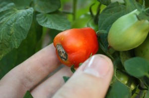 Picture of tomato with blossom end rot