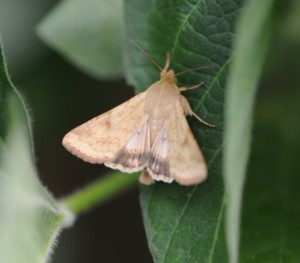 CEW moth adult