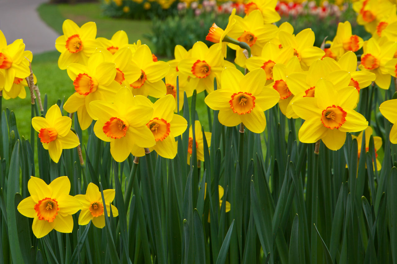 What do you do with daffodils after they flower?