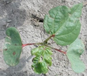 Cotton that sustains this amount of injury will likely not be worth a spray.