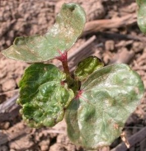 Cotton that receives this amount of injury would have benefited economically from a spray.