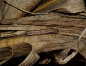 insect on bark