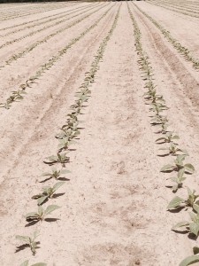 Young plants in the ground