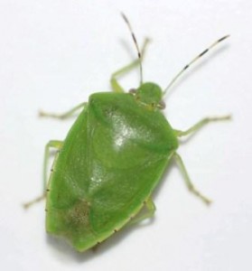 large green bug