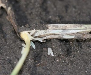 HF larvae