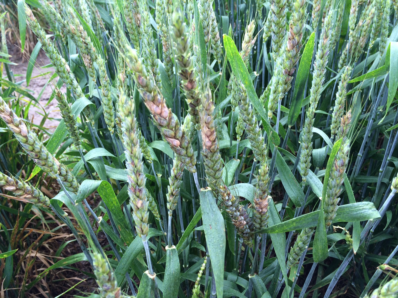 Scab in Wheat from Harrison Baton Rouge disease nursery 2015