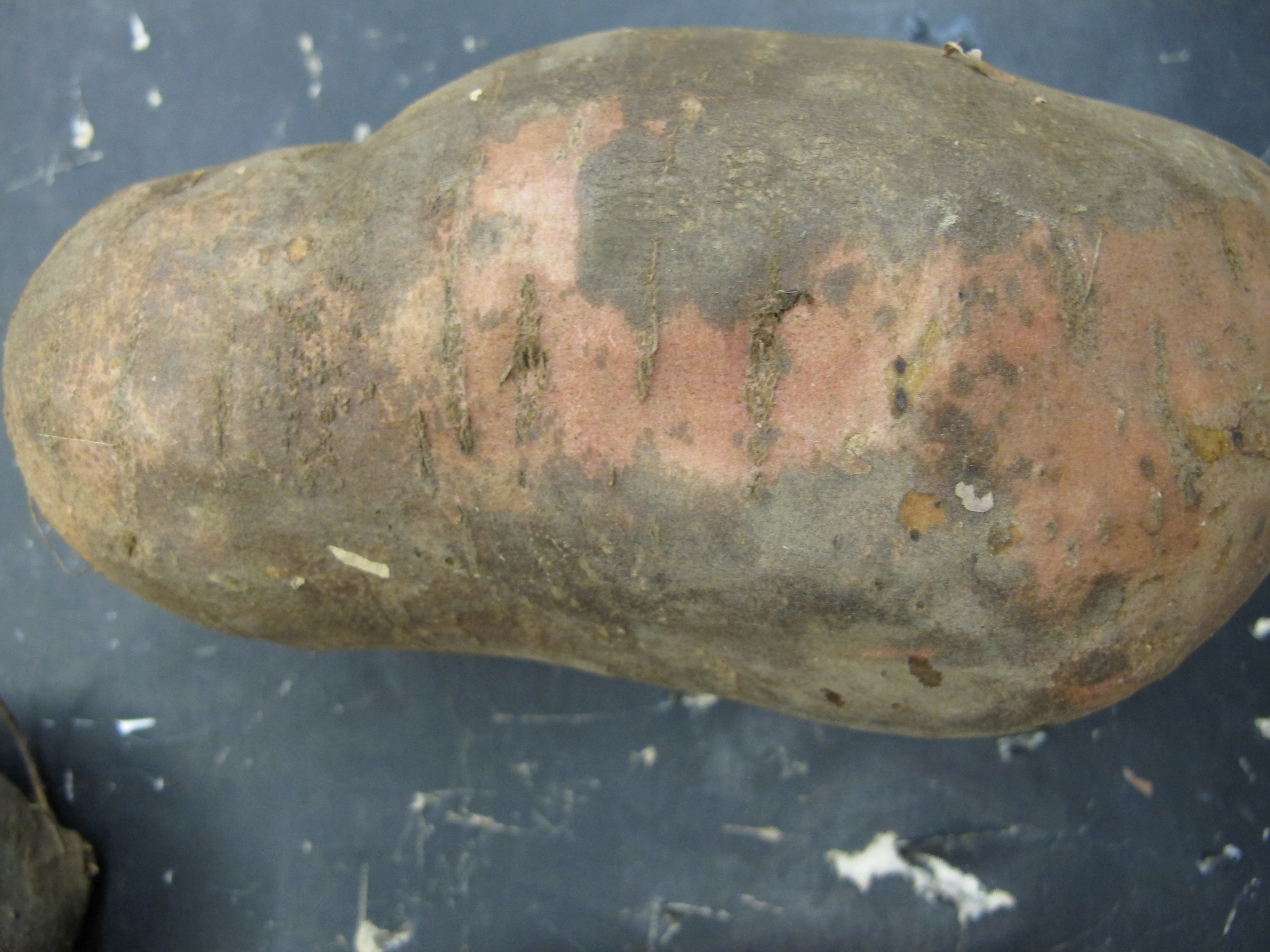 Fig. 2: Sweetpotato scurf (Shawn Butler, NCSU PDIC)