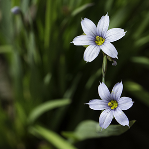 Sisyrinchium angustifolium