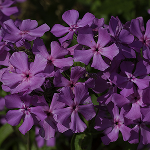 Downy phlox