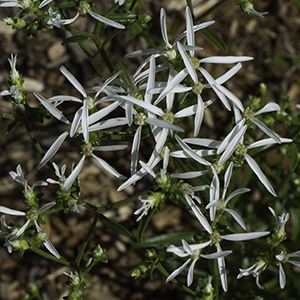 Sericocarpus linifolius