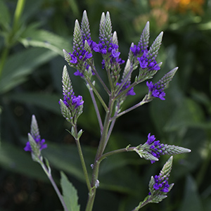 Verbena hastata