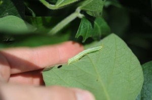 looper on a leaf