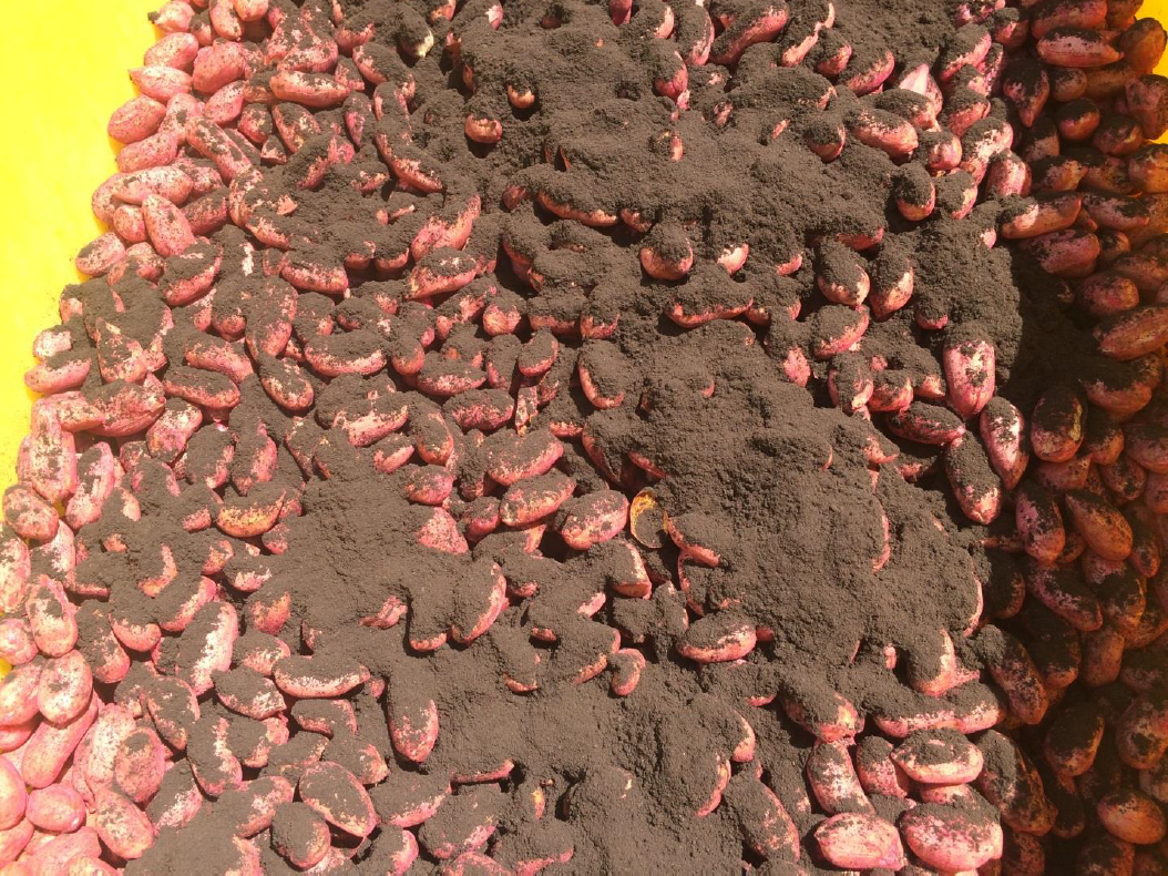 Peanut seed and inoculant containing Bradyrhizobia for biological nitrogen fixation in peanut.