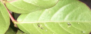 Crape myrtle aphids. Photo: SD FRank