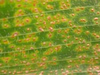 Plant rust