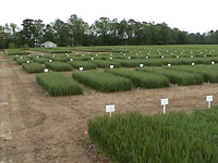 Plots of crops growing