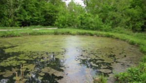 algae growing on pond