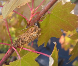 Picture of a bagworm on a maple tree.