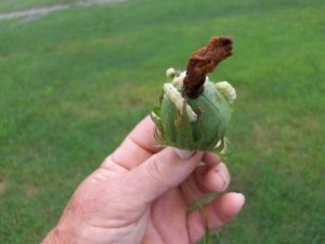 bollworm on plant