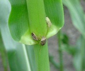 rot on corn leaf