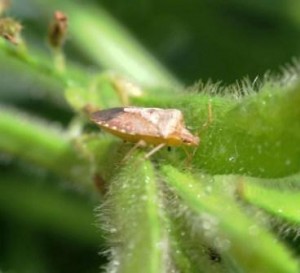 brown bug on soy plant
