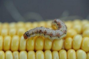 insect on ear of corn