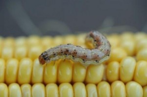 insect on ear of corn