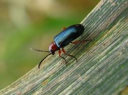 black beetle on bark