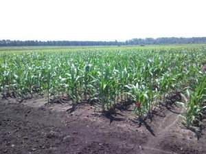 plots of corn growing