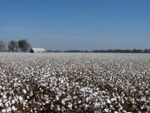 cotton field