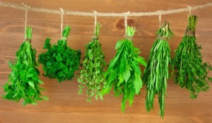 herbs drying