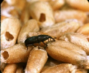 Granary Weevil