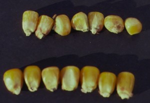 Corn kernels infected with Fusarium moniliforme