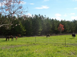 tiffs pasture