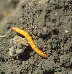 Wireworm in dirt