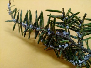 white fluff (adelgi) on tree