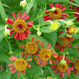 Helenium 'Ruby Tuesday'