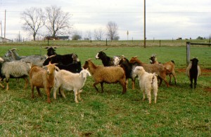 Cover photo for History of the NCSU Meat Goat Program